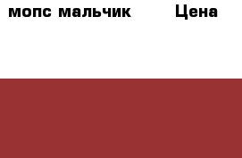 мопс мальчик 4,5 › Цена ­ 15 000 - Мурманская обл., Мурманск г. Животные и растения » Собаки   . Мурманская обл.,Мурманск г.